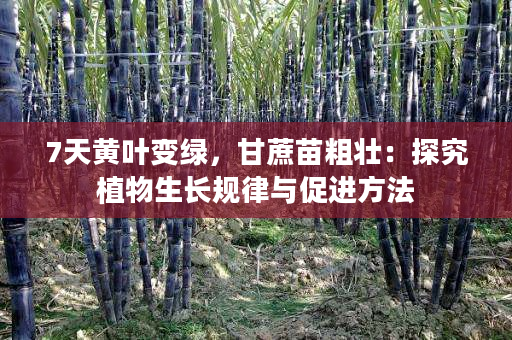 7天黄叶变绿,甘蔗苗粗壮:探究植物生长规律与促进方法 7天黄叶变绿,甘蔗苗粗壮:探究植物生长规律与促进方法