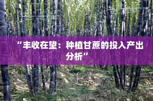 “丰收在望:种植甘蔗的投入产出分析” “丰收在望:种植甘蔗的投入产出分析”