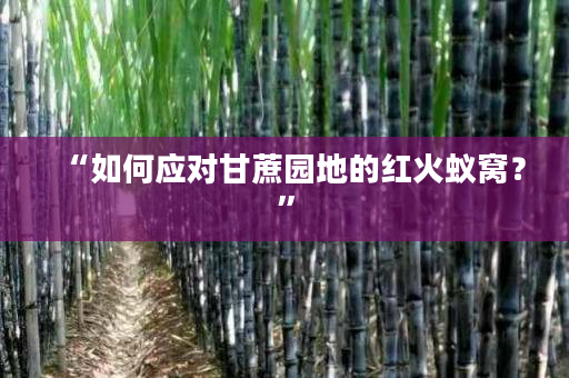 “如何应对甘蔗园地的红火蚁窝?” “如何应对甘蔗园地的红火蚁窝?”