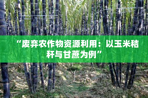 “废弃农作物资源利用:以玉米秸秆与甘蔗为例” “废弃农作物资源利用:以玉米秸秆与甘蔗为例”