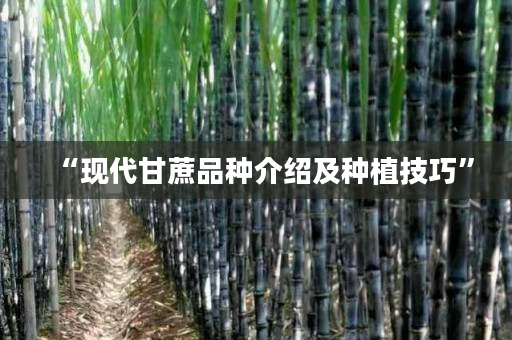 “现代甘蔗品种介绍及种植技巧”