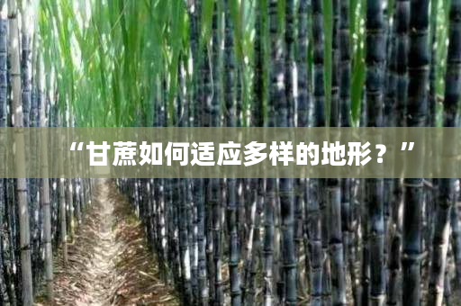 “甘蔗如何适应多样的地形?” “甘蔗如何适应多样的地形?”