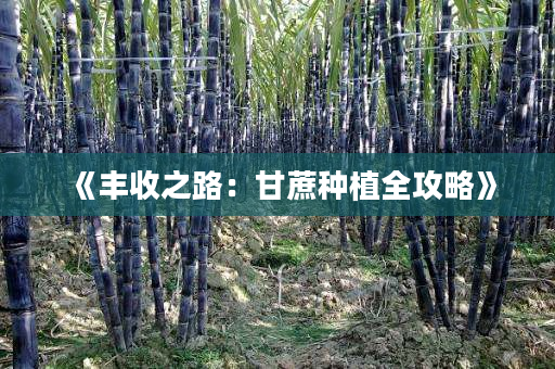 《丰收之路:甘蔗种植全攻略》 《丰收之路:甘蔗种植全攻略》