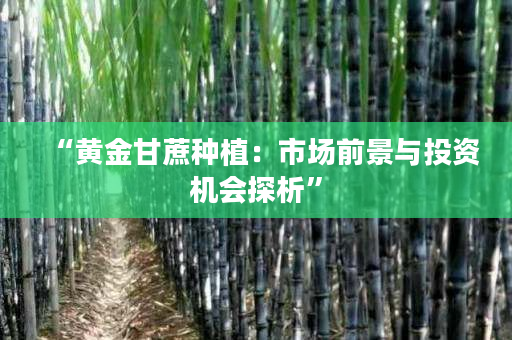 “黄金甘蔗种植:市场前景与投资机会探析” “黄金甘蔗种植:市场前景与投资机会探析”