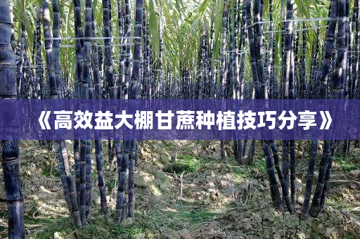 《高效益大棚甘蔗种植技巧分享》 《高效益大棚甘蔗种植技巧分享》