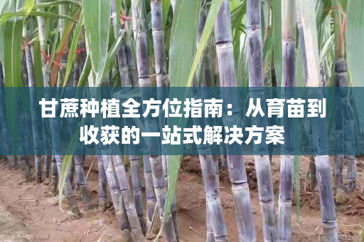 甘蔗种植全方位指南:从育苗到收获的一站式解决方案 甘蔗种植全方位指南:从育苗到收获的一站式解决方案