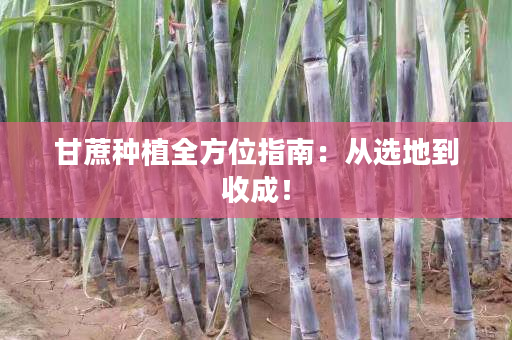 甘蔗种植全方位指南:从选地到收成! 甘蔗种植全方位指南:从选地到收成!