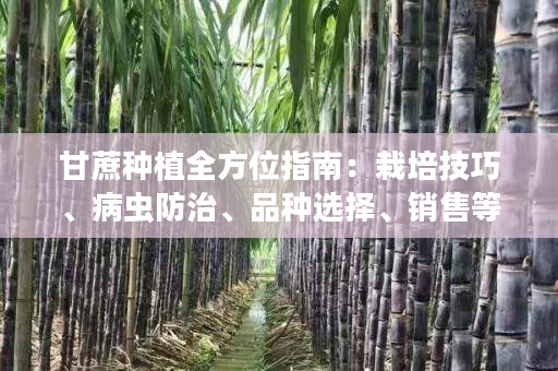 甘蔗种植全方位指南:栽培技巧、病虫防治、品种选择、销售等 甘蔗种植全方位指南:栽培技巧、病虫防治、品种选择、销售等