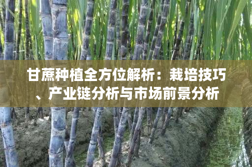 甘蔗种植全方位解析:栽培技巧、产业链分析与市场前景分析 甘蔗种植全方位解析:栽培技巧、产业链分析与市场前景分析