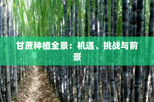 甘蔗种植全景:机遇、挑战与前景 甘蔗种植全景:机遇、挑战与前景