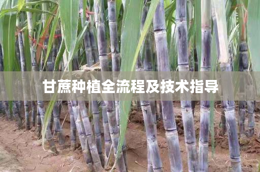 甘蔗种植全流程及技术指导 甘蔗种植全流程及技术指导