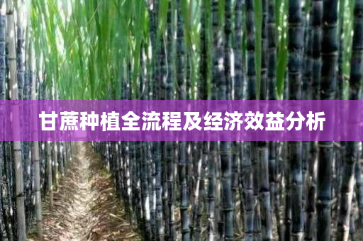 甘蔗种植全流程及经济效益分析 甘蔗种植全流程及经济效益分析