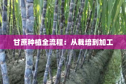 甘蔗种植全流程:从栽培到加工 甘蔗种植全流程:从栽培到加工
