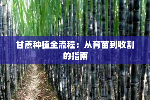 甘蔗种植全流程:从育苗到收割的指南 甘蔗种植全流程:从育苗到收割的指南