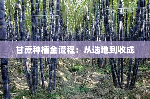 甘蔗种植全流程:从选地到收成 甘蔗种植全流程:从选地到收成