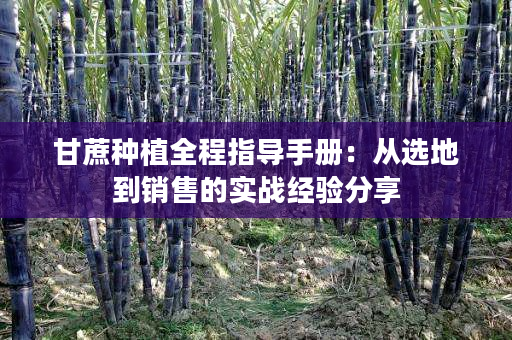 甘蔗种植全程指导手册:从选地到销售的实战经验分享 甘蔗种植全程指导手册:从选地到销售的实战经验分享