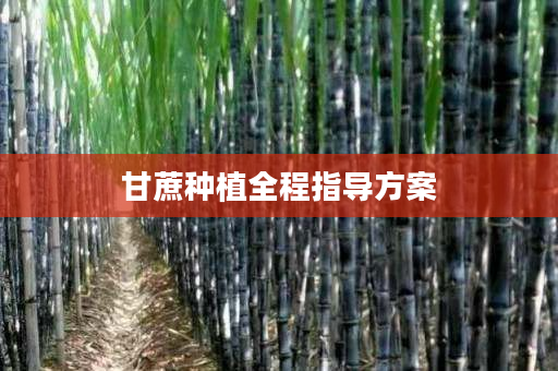 甘蔗种植全程指导方案 甘蔗种植全程指导方案