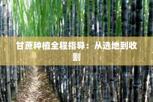 甘蔗种植全程指导:从选地到收割 甘蔗种植全程指导:从选地到收割