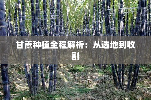 甘蔗种植全程解析:从选地到收割 甘蔗种植全程解析:从选地到收割
