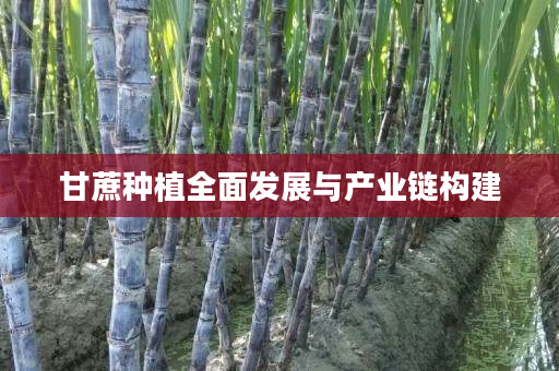 甘蔗种植全面发展与产业链构建 甘蔗种植全面发展与产业链构建