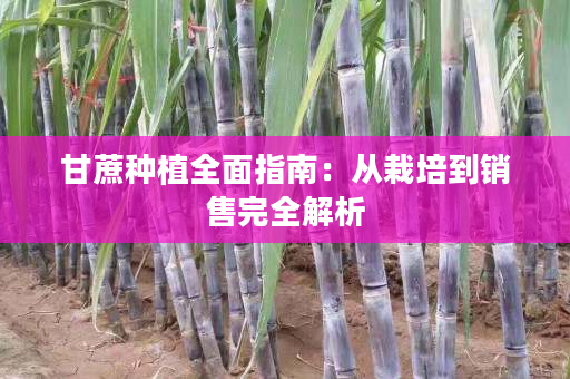 甘蔗种植全面指南:从栽培到销售完全解析 甘蔗种植全面指南:从栽培到销售完全解析