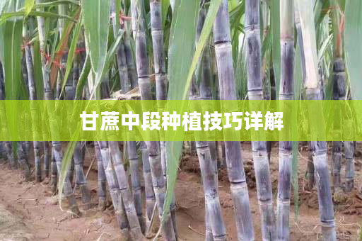 甘蔗中段种植技巧详解 甘蔗中段种植技巧详解