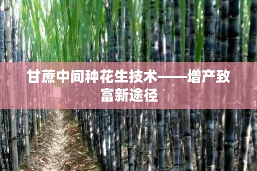 甘蔗中间种花生技术——增产致富新途径 甘蔗中间种花生技术——增产致富新途径