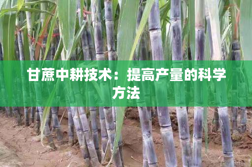 甘蔗中耕技术：提高产量的科学方法