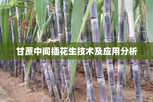 甘蔗中间插花生技术及应用分析 甘蔗中间插花生技术及应用分析
