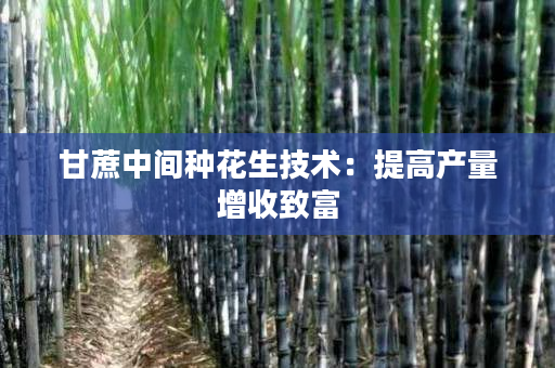 甘蔗中间种花生技术:提高产量增收致富 甘蔗中间种花生技术:提高产量增收致富