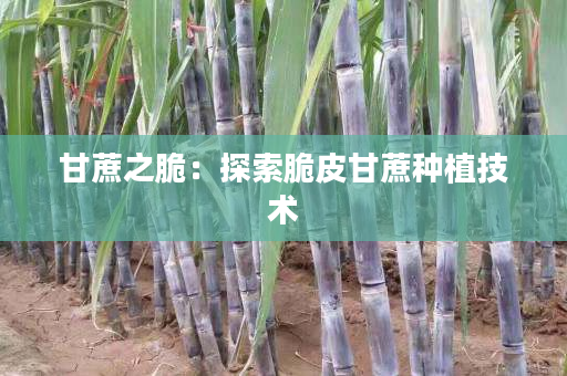 甘蔗之脆:探索脆皮甘蔗种植技术 甘蔗之脆:探索脆皮甘蔗种植技术
