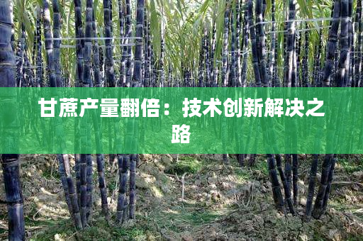 甘蔗产量翻倍:技术创新解决之路 甘蔗产量翻倍:技术创新解决之路