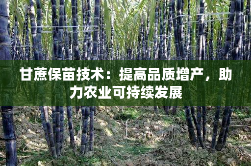 甘蔗保苗技术:提高品质增产,助力农业可持续发展 甘蔗保苗技术:提高品质增产,助力农业可持续发展