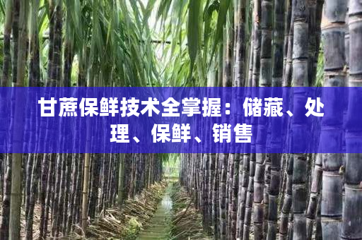 甘蔗保鲜技术全掌握:储藏、处理、保鲜、销售 甘蔗保鲜技术全掌握:储藏、处理、保鲜、销售