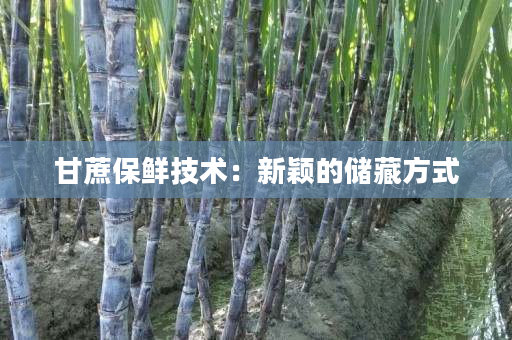 甘蔗保鲜技术：新颖的储藏方式
