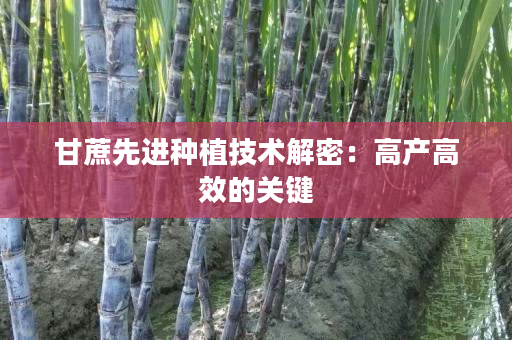 甘蔗先进种植技术解密:高产高效的关键 甘蔗先进种植技术解密:高产高效的关键