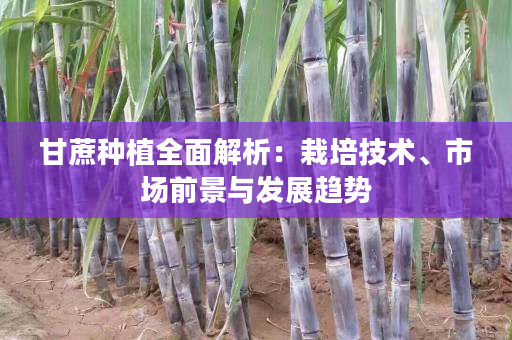 甘蔗种植全面解析:栽培技术、市场前景与发展趋势 甘蔗种植全面解析:栽培技术、市场前景与发展趋势