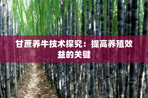 甘蔗养牛技术探究:提高养殖效益的关键 甘蔗养牛技术探究:提高养殖效益的关键