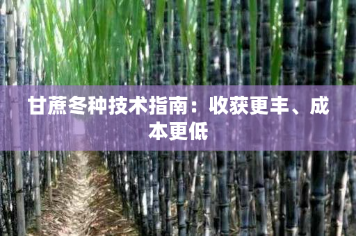 甘蔗冬种技术指南:收获更丰、成本更低 甘蔗冬种技术指南:收获更丰、成本更低