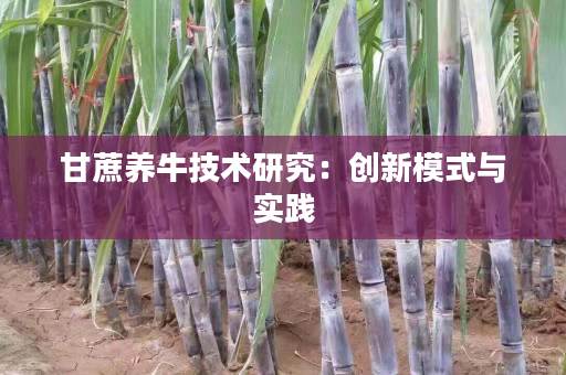 甘蔗养牛技术研究:创新模式与实践 甘蔗养牛技术研究:创新模式与实践