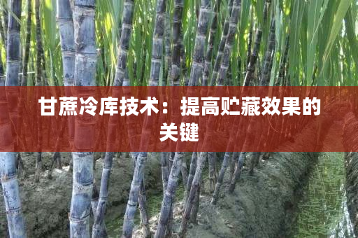 甘蔗冷库技术:提高贮藏效果的关键 甘蔗冷库技术:提高贮藏效果的关键