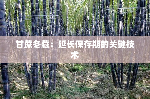 甘蔗冬藏:延长保存期的关键技术 甘蔗冬藏:延长保存期的关键技术