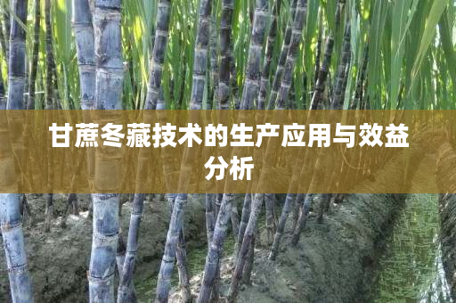 甘蔗冬藏技术的生产应用与效益分析 甘蔗冬藏技术的生产应用与效益分析