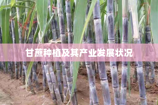 甘蔗种植及其产业发展状况 甘蔗种植及其产业发展状况