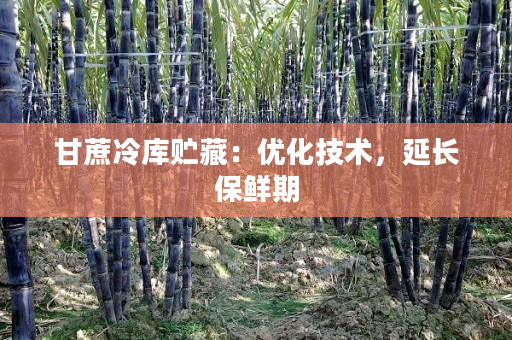 甘蔗冷库贮藏:优化技术,延长保鲜期 甘蔗冷库贮藏:优化技术,延长保鲜期