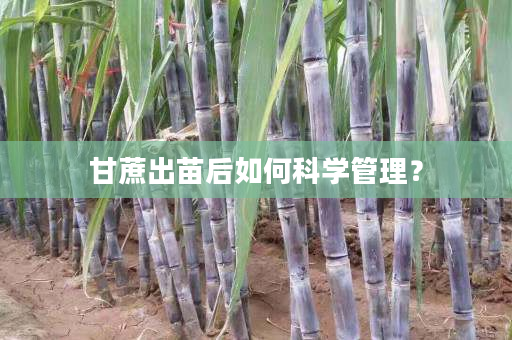 甘蔗出苗后如何科学管理？