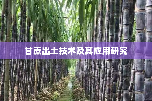 甘蔗出土技术及其应用研究