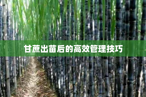 甘蔗出苗后的高效管理技巧 甘蔗出苗后的高效管理技巧