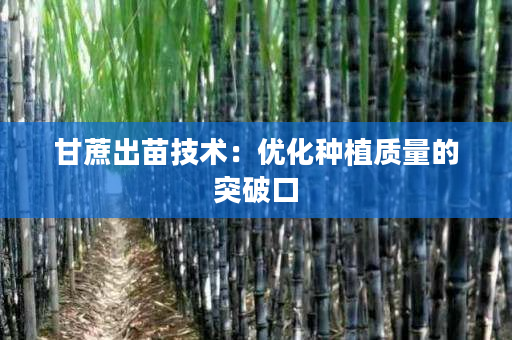 甘蔗出苗技术：优化种植质量的突破口