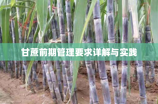 甘蔗前期管理要求详解与实践 甘蔗前期管理要求详解与实践